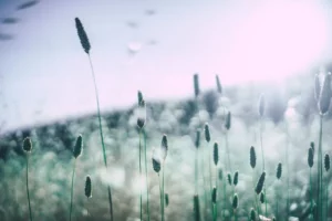 Photo d'un champ vu d'en bas :Comment diminuer les allergies respiratoires avec la réflexologie?
