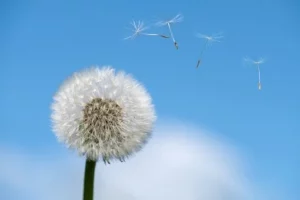 Comment diminuer les allergies respiratoires avec la réflexologie?