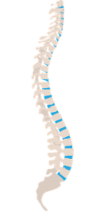 colonne vertébrale