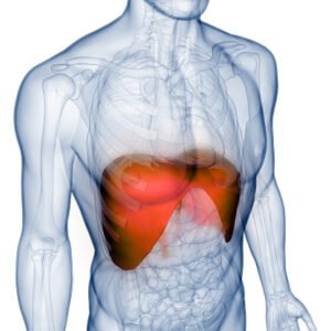 Illustration 3D du diaphragme