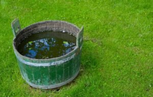 récipient rempli d'eau dans un jardin
