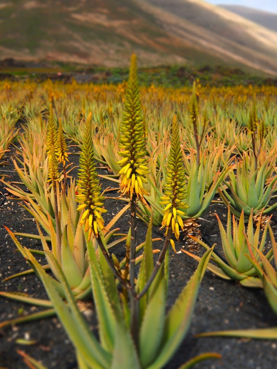 Champs d'aloe vera