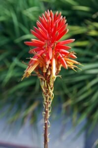 Fleur de l'aloe vera