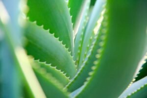 Plante aloe vera