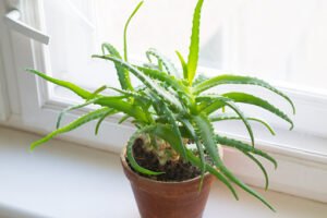 Aloe vera en pot