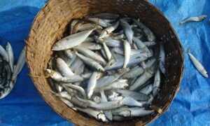 Panier rempli de sardines